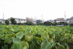 生産緑地